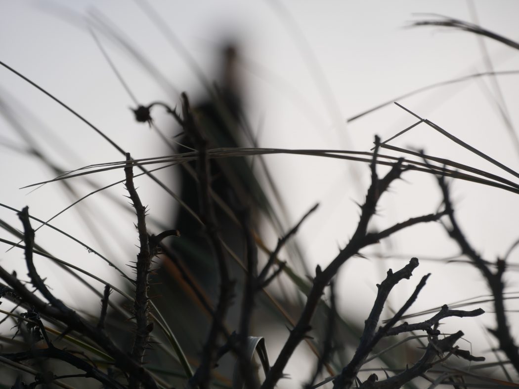 Charismalook_Winter_Kälte_Äste_Düne_Jahreszeit