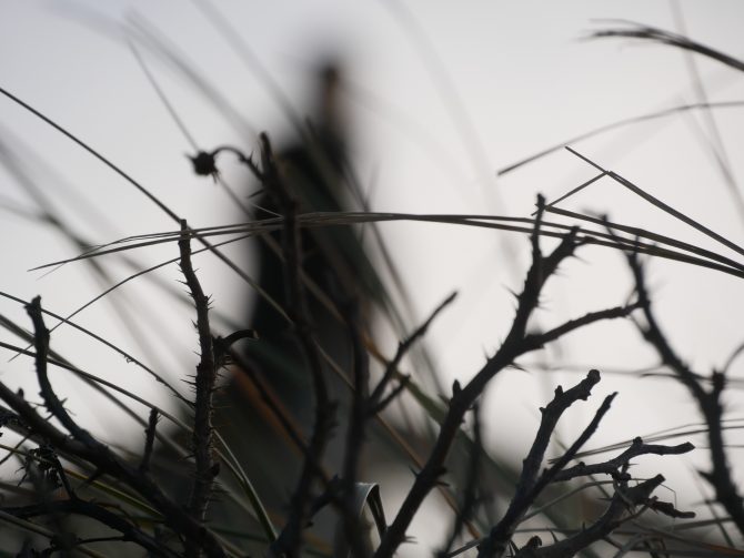 Charismalook_Winter_Kälte_Äste_Düne_Jahreszeit