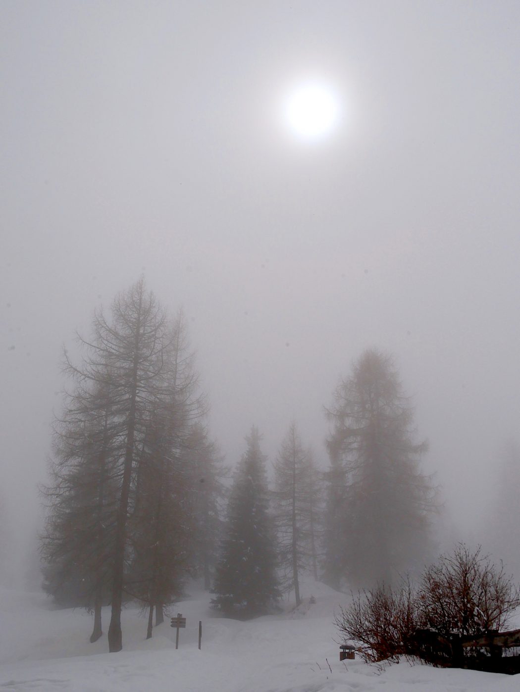 CharismaLook_Nebel_Tannen_Sonne_Winterwald_Winterurlaub_Skifahren