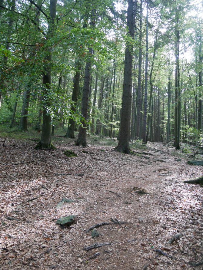 charismalook-bayerischen-wald-wandern-reise-urlaub-natur-aktivsein