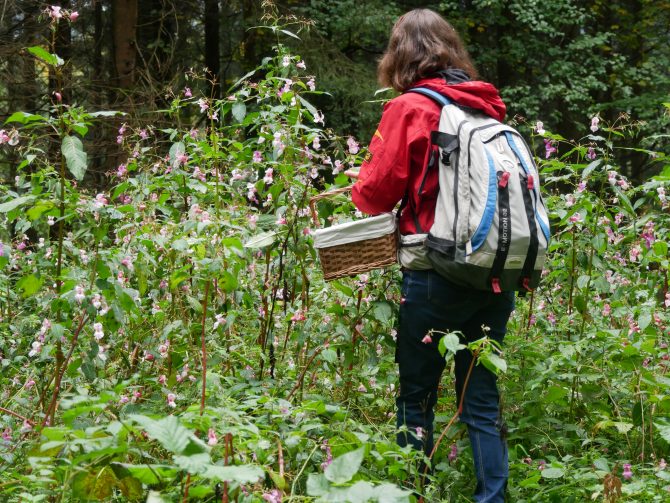 charismalook-bayerischen-wald-reise-urlaub-kräuterwnaderung-hotel-lindenwirt