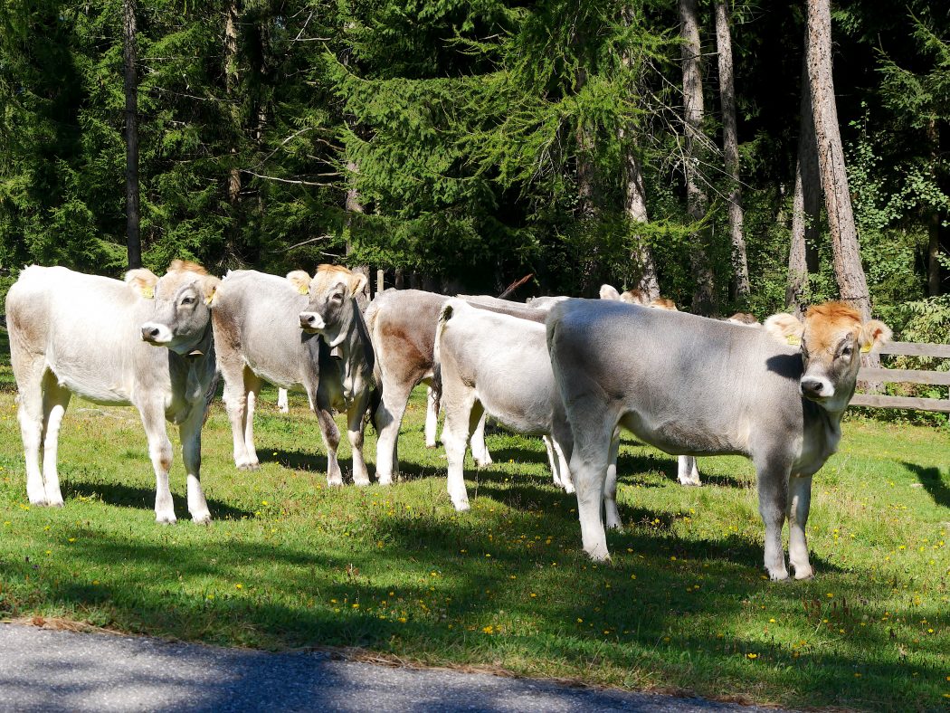 charismalook-mokka-braun-tehma-herbst-kühe-alm-südtirol