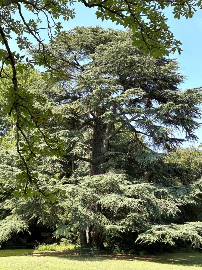 Provence: Riesige Baum-Silhouetten, die man schon von weitem sieht, wenn man sich dem Château de Montcaud nähert.